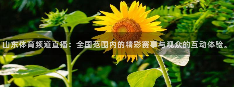 松鼠直播nba：山东体育频道直播：全国范围内的精彩赛事与观众的互动体验。
